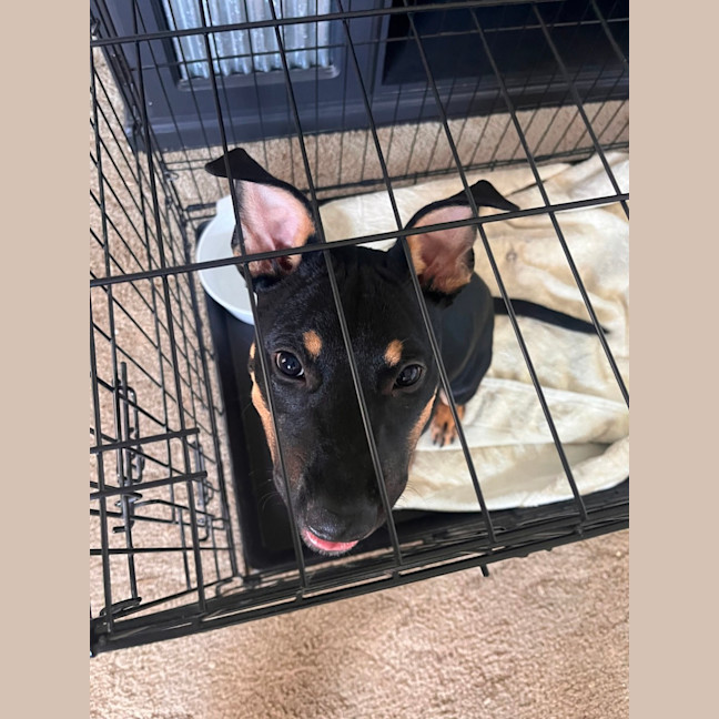 Photo of Jack   5 Month Old Kelpie X Staffy