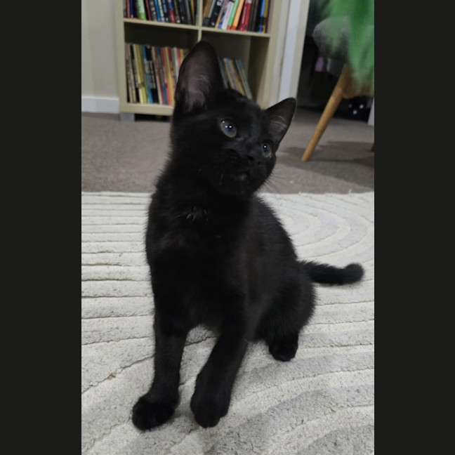 Photo of Gemma   9 Week Old Dsh