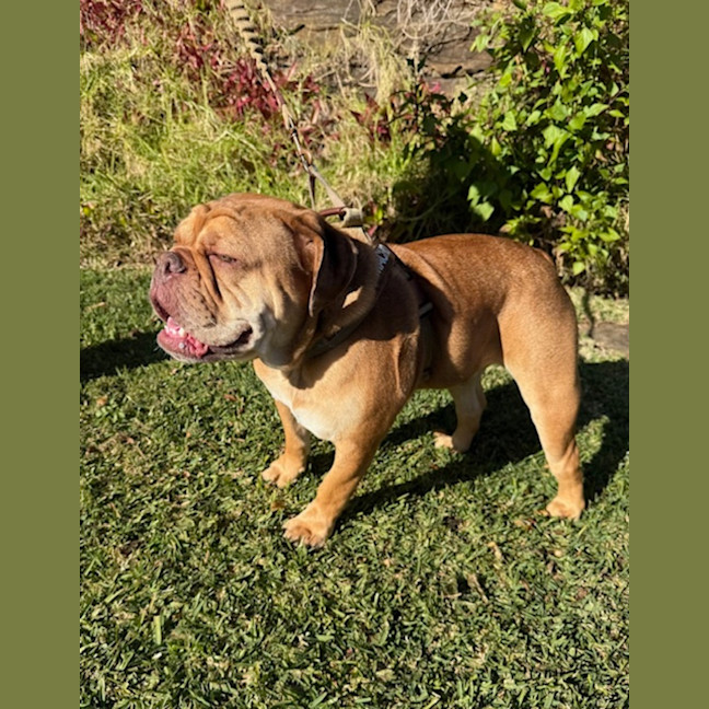 Photo of Macho