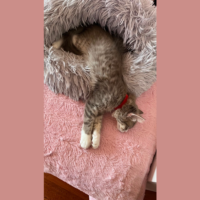 Photo of Cinder