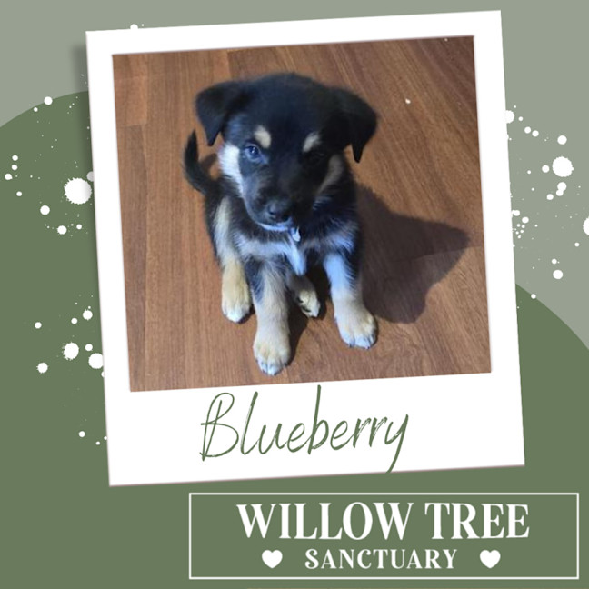 Photo of Blueberry