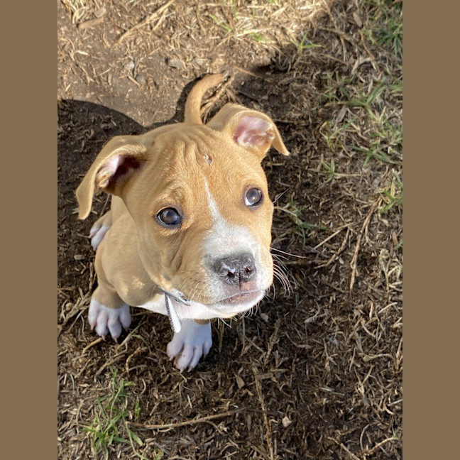 Photo of Boba