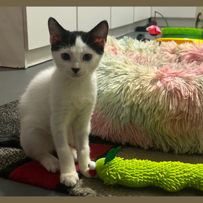 Photo of Theodore 😺🧶