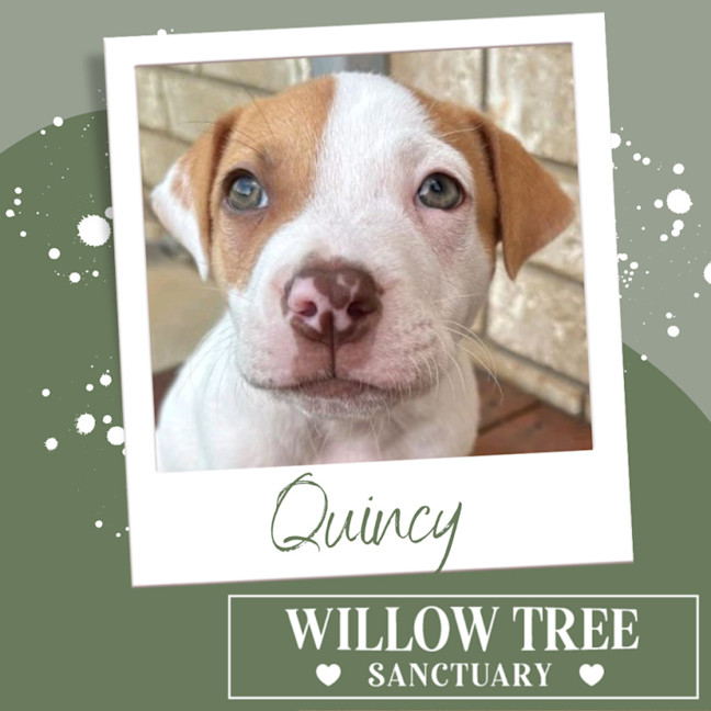 Photo of Quincy