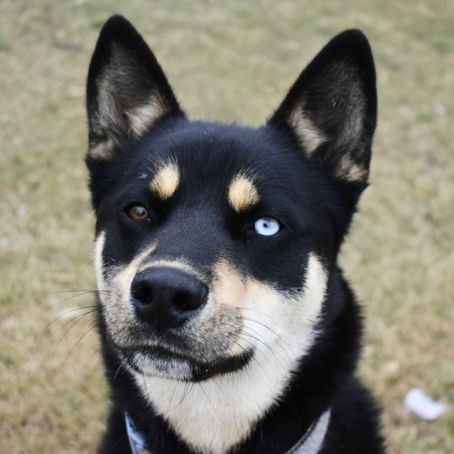 Photo of Alfie