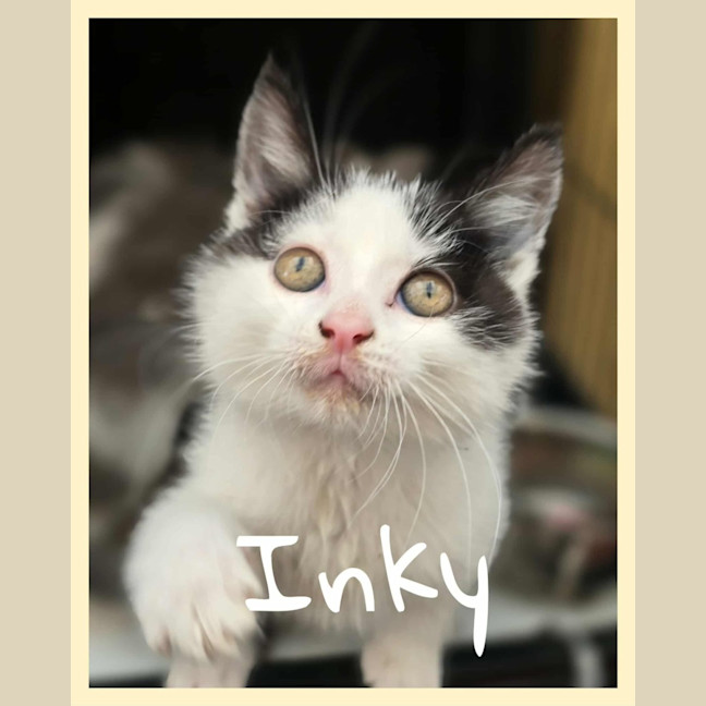 Photo of Inky