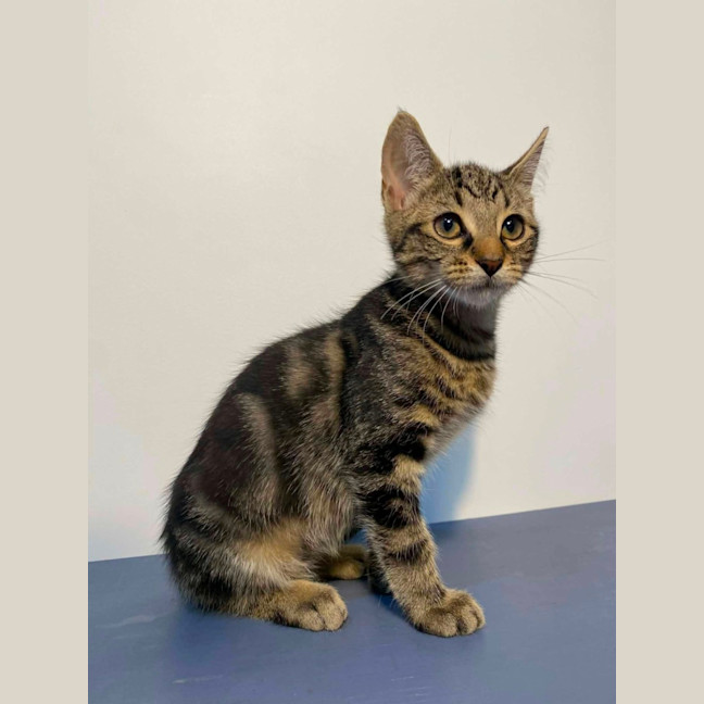 Photo of Phoenix