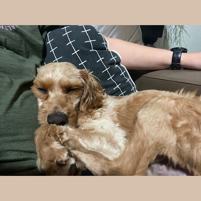 Photo of James   1 Year Old Cavoodle (Trial)