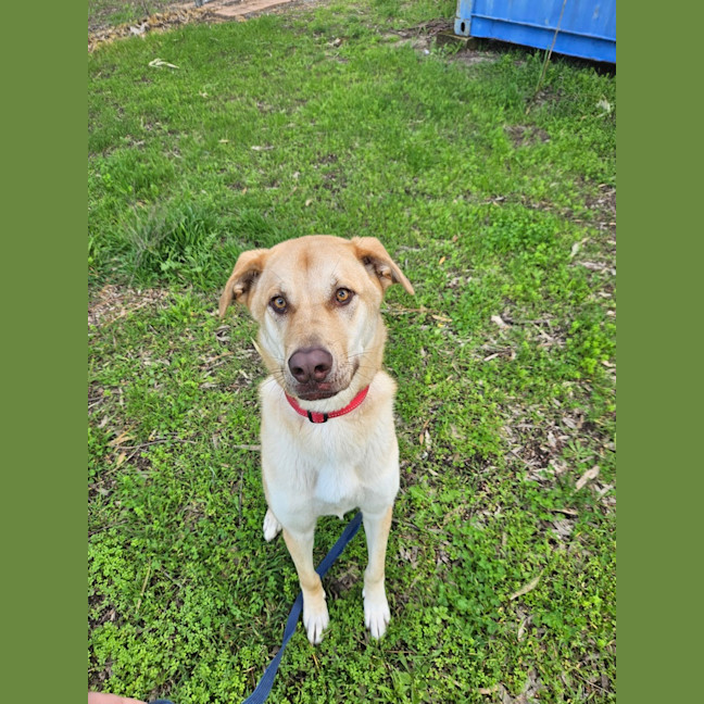 Photo of Gypsy