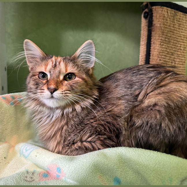 Photo of Grey (Bonded To Blossom)
