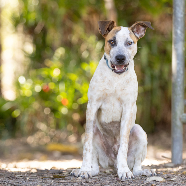 Photo of Bolt