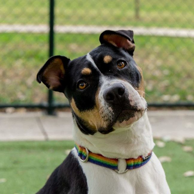 Photo of Patches