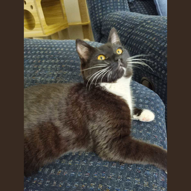 Photo of Pickles
