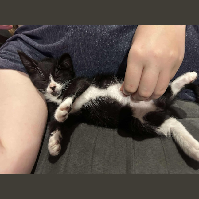 Photo of Gizmo
