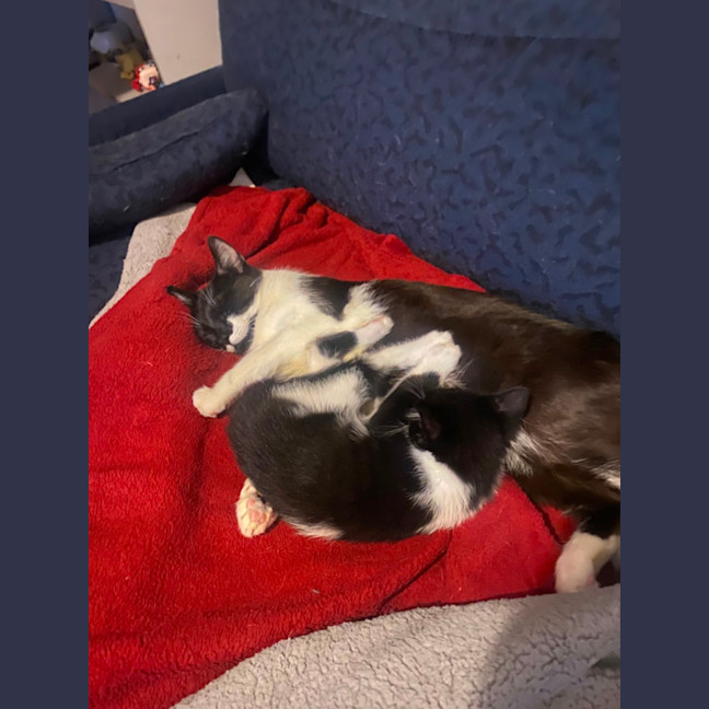 Elani Female Domestic Short Hair (DSH) Cat in VIC PetRescue