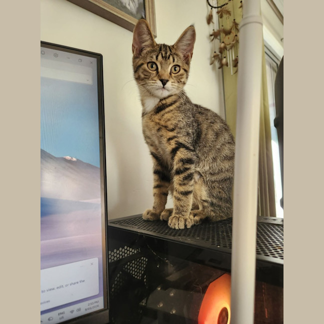 Photo of Tiger