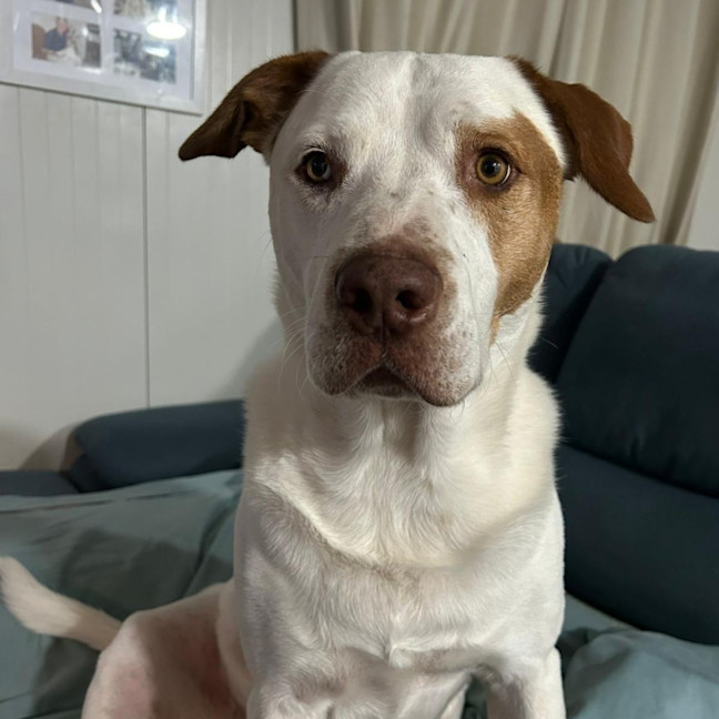 Photo of Chief