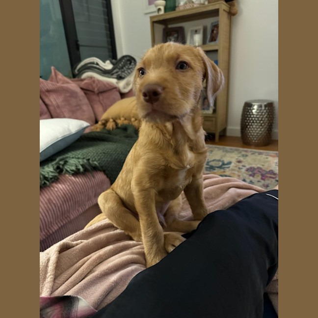 Photo of Toffee