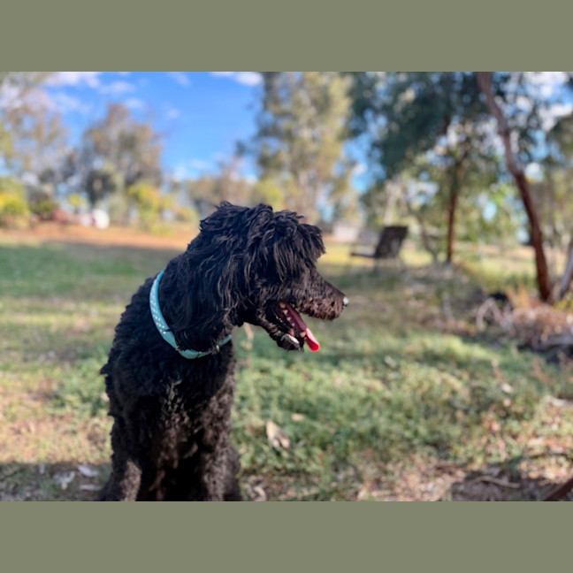 Photo of Koby 