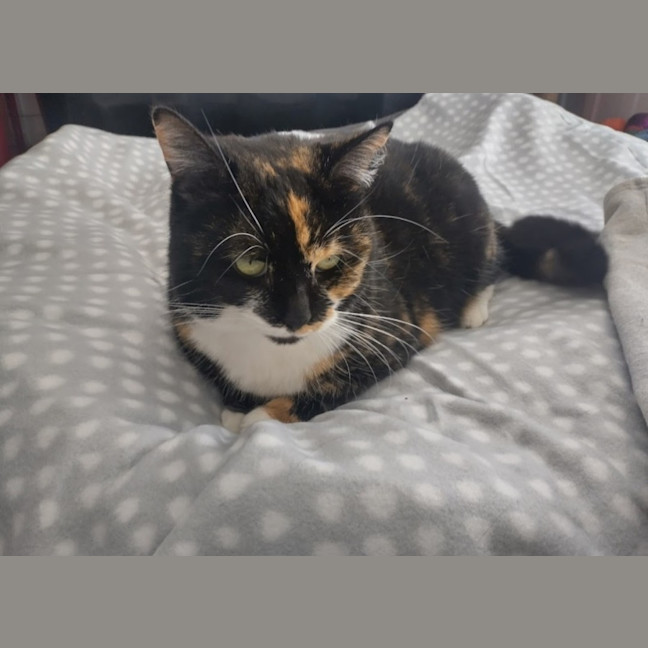 Photo of Booboo
