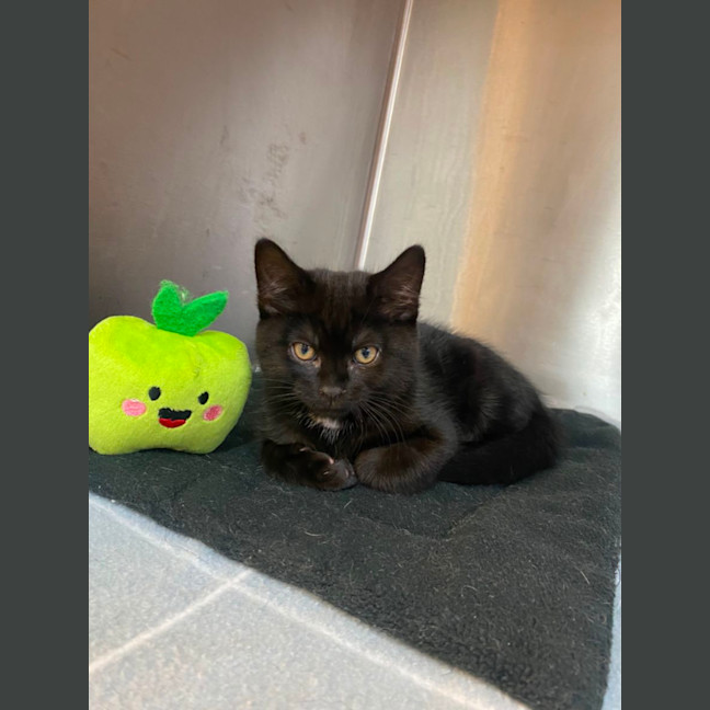 Photo of Sirius 