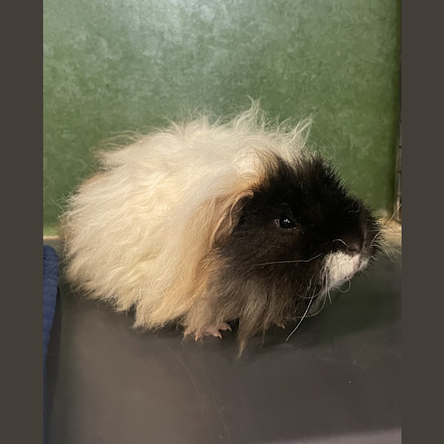 Photo of Tofu (Bonded With Dot)