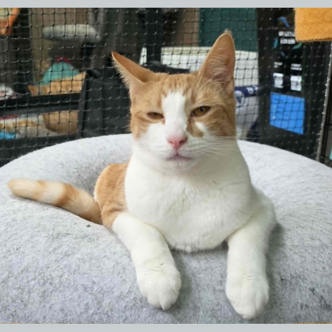 Photo of Jonas ** 2nd Chance Cat Rescue**