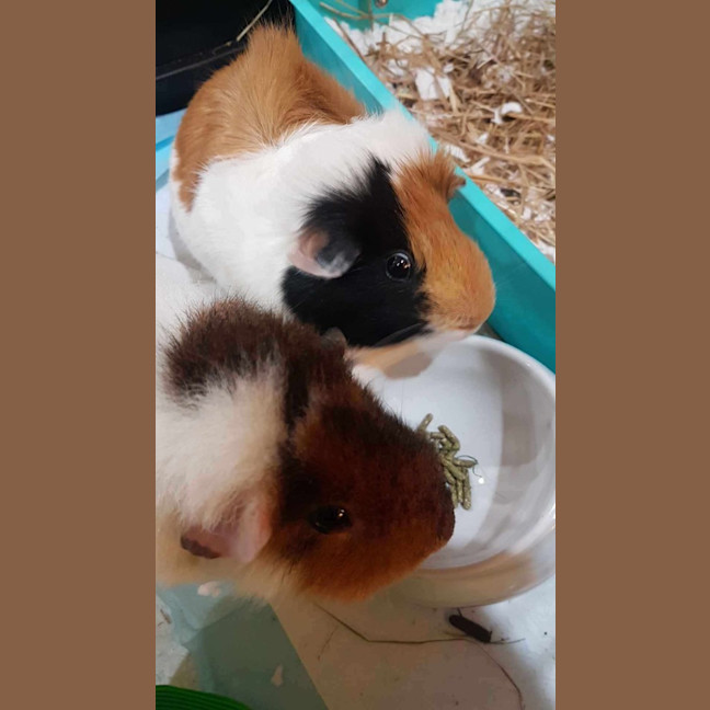 Photo of Rocco And Reggie