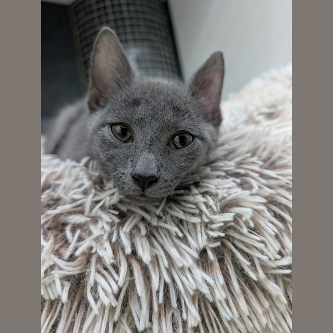 Photo of Grey