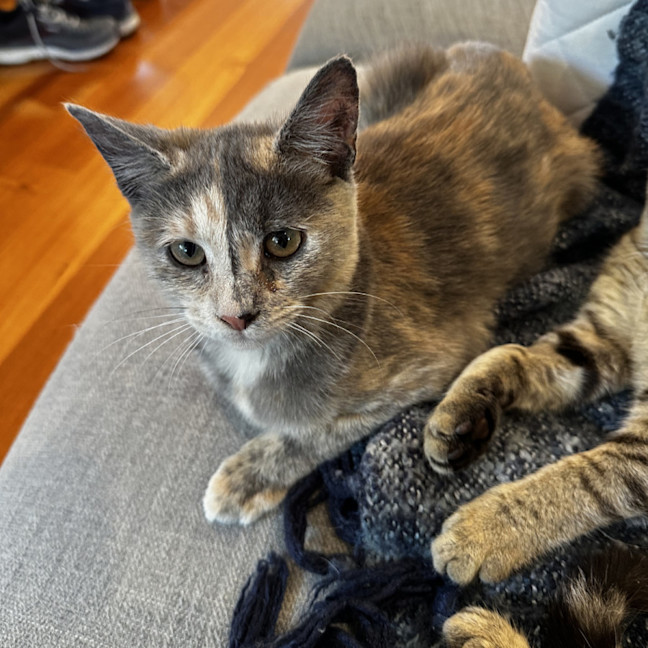 Photo of Stormy