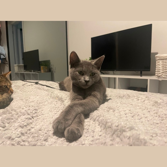 Photo of Sprinkle 🧁 