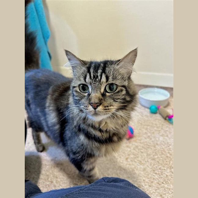 Photo of Whiskers