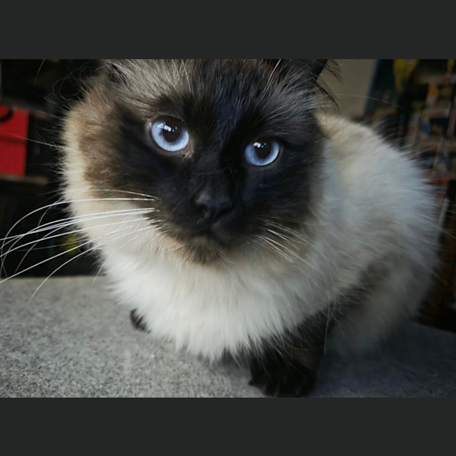 Photo of Kimba