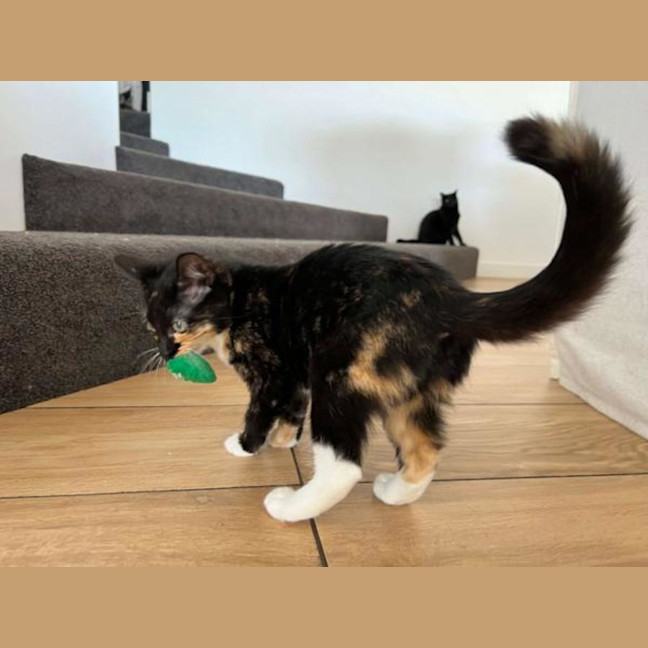 Photo of Olive