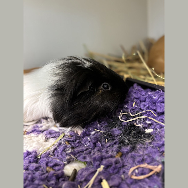 Photo of Dougie (Bonded To Derek)