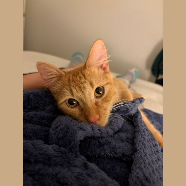 Photo of Chilli