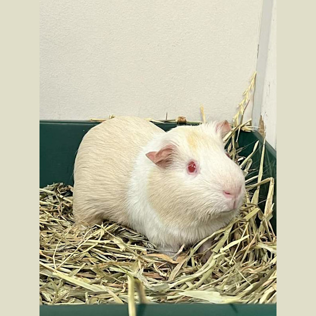 Photo of Krillin