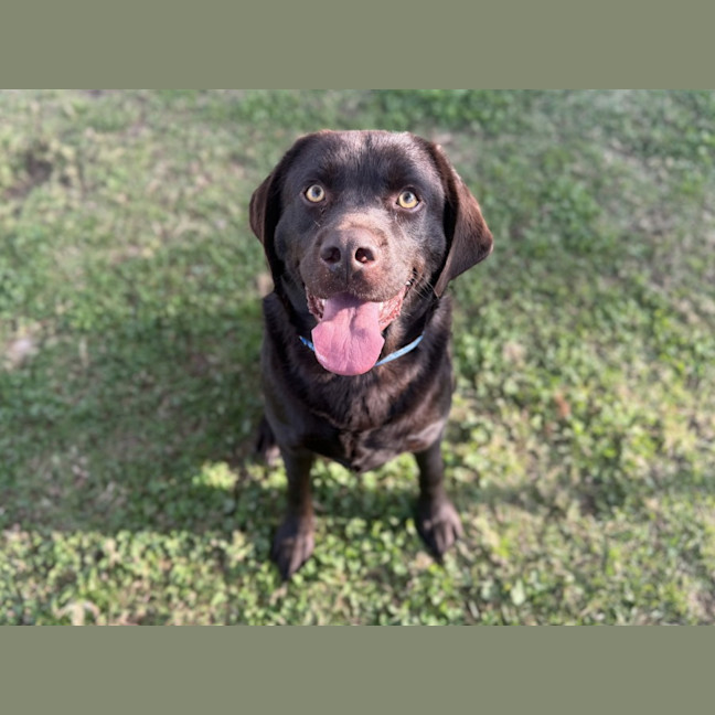 Photo of Honey Bear Imp 1581
