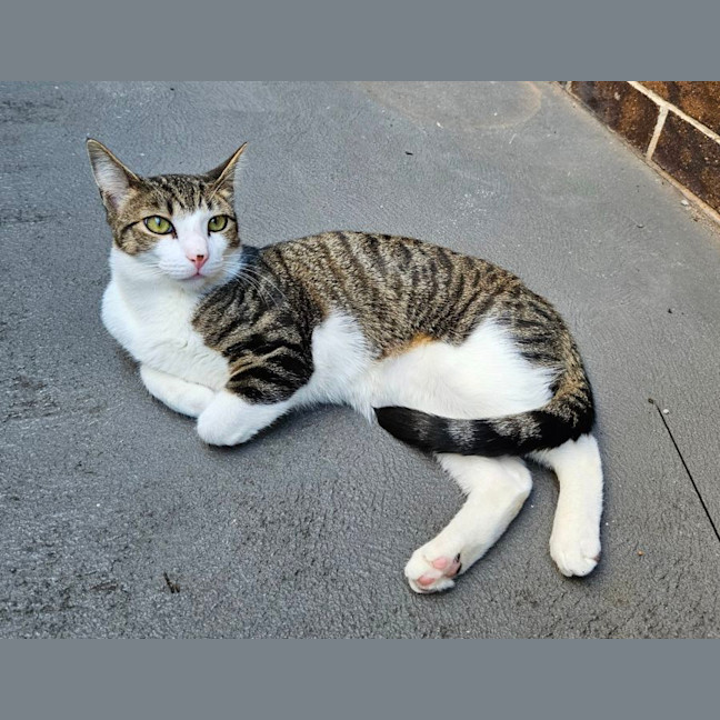 Photo of Milo