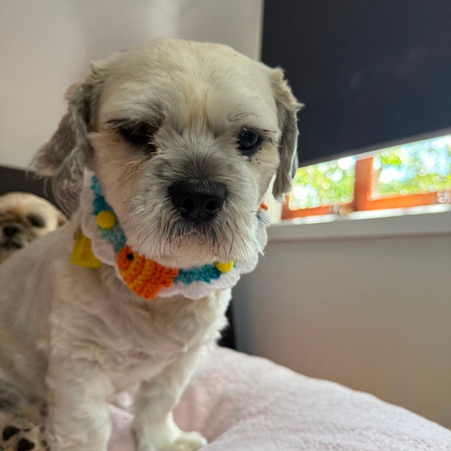 Photo of Ella And Blaze 