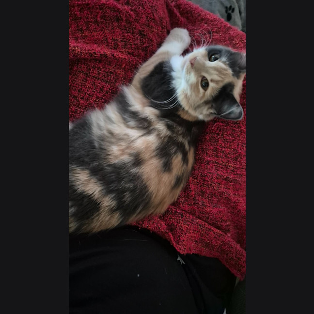 Photo of Scarlet