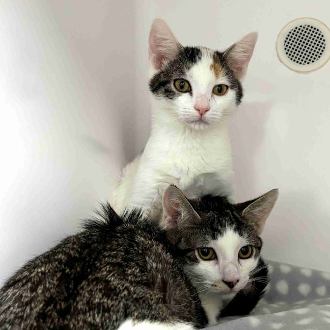 Photo of Fergie Suk014658 & Toby Suk014657