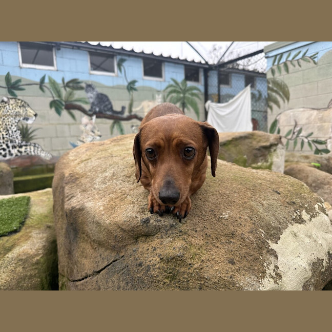 Photo of Willow