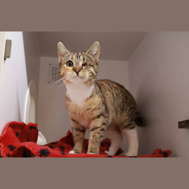 Photo of Moose