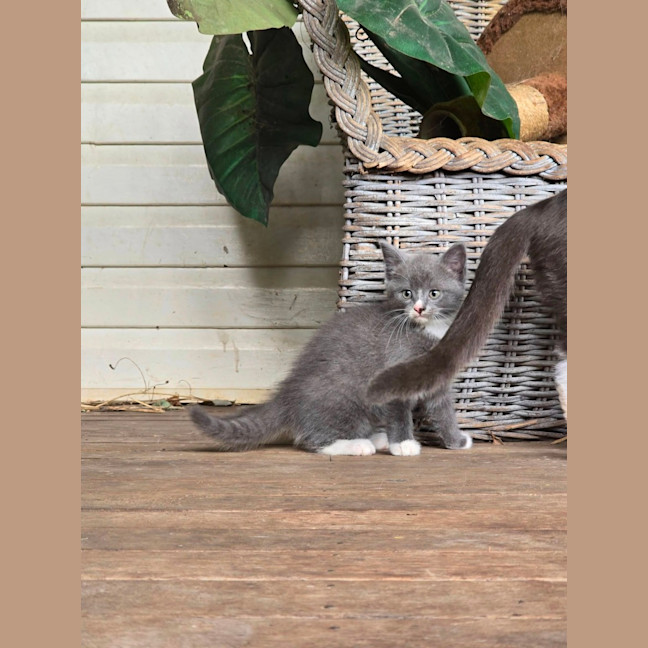 Photo of Tinsel