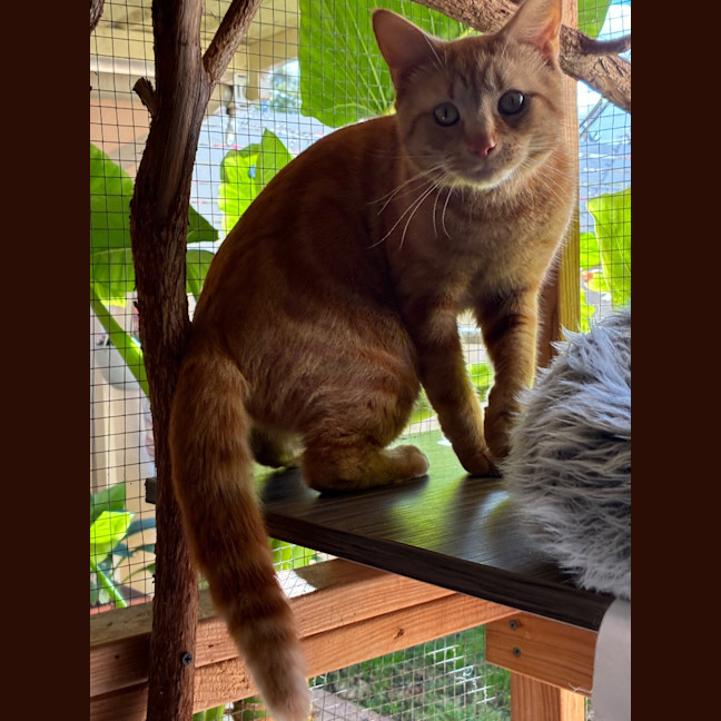 Photo of Gizmo