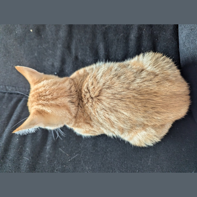 Photo of Ember