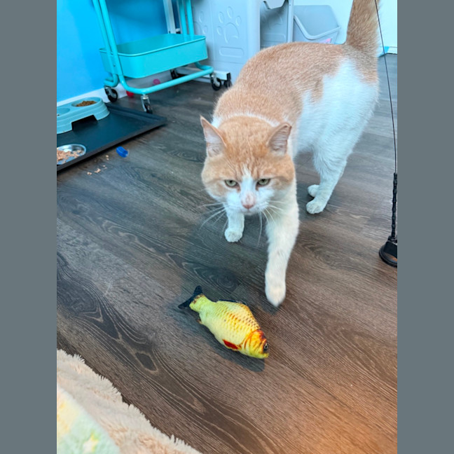 Photo of Buddy