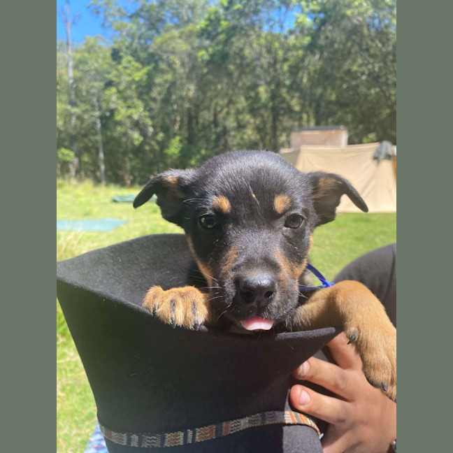 Photo of Jammy   8 Week Old Kelpie X (Trial)