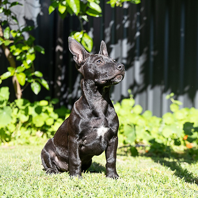 Photo of Riff